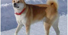 Le chien de Race Akita Inu - Origine Japonaise