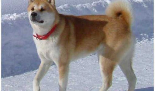 Le chien de Race Akita Inu - Origine Japonaise