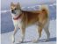 Le chien de Race Akita Inu - Origine Japonaise