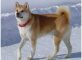 Le chien de Race Akita Inu - Origine Japonaise