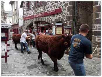 La vache Salers, la race emblématique de l'Auvergne