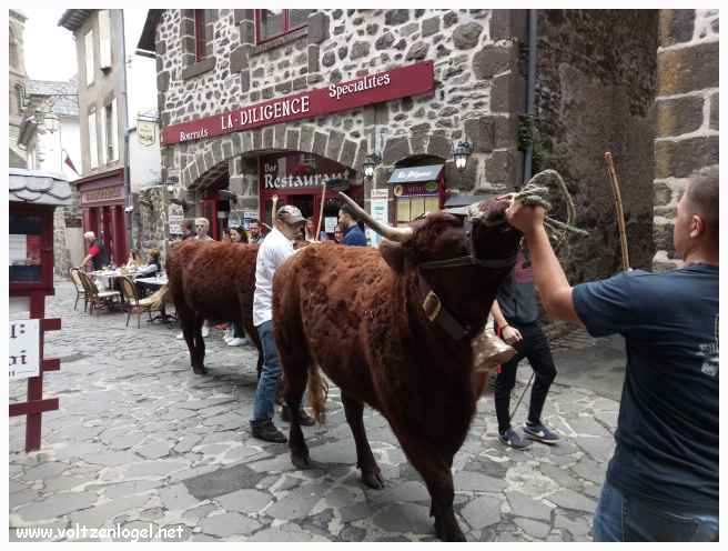 Les plus belles vaches Salers défilent dans les rues de la cité
