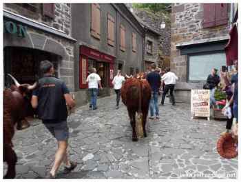 Les vaches Salers défilent à la fête de l'Estive dans le Cantal
