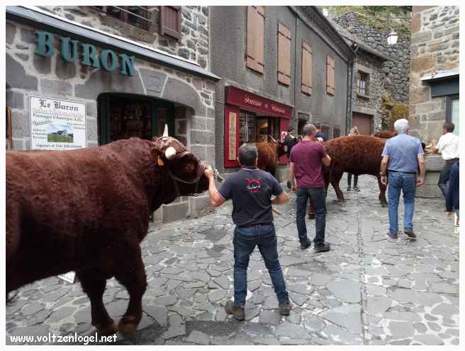 Défilé des vaches Salers dans les rues du village de Salers