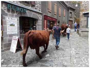 Les taureaux paradent dans les rues du village de Salers