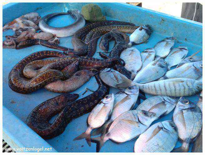 Exploration des trésors de l'Avenue de La Canebière à Marseille.