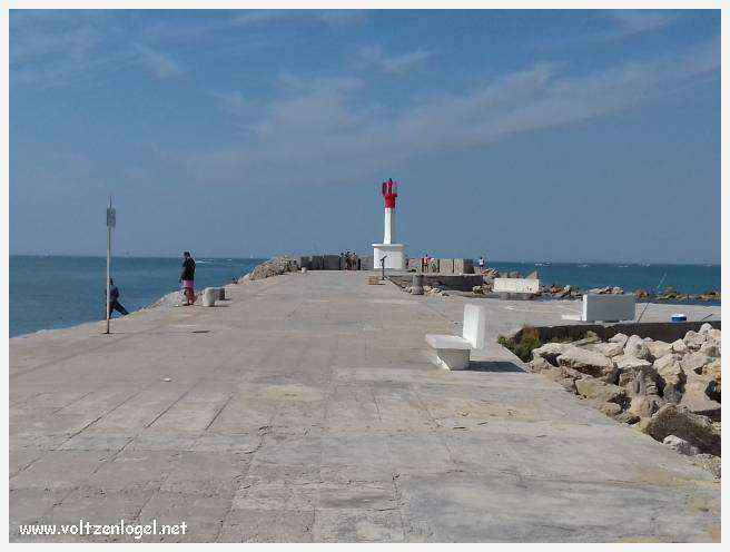 Cheval camarguais galopant librement dans les marais, symbole de la nature sauvage de la Camargue.