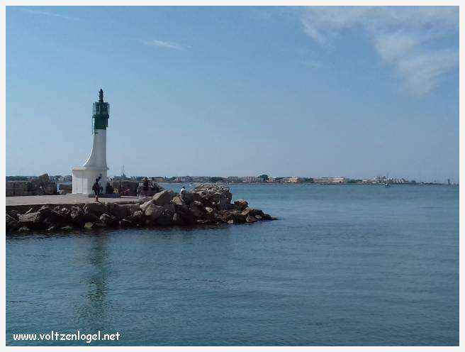 Cheval camarguais galopant librement dans les marais, symbole de la nature sauvage de la Camargue.
