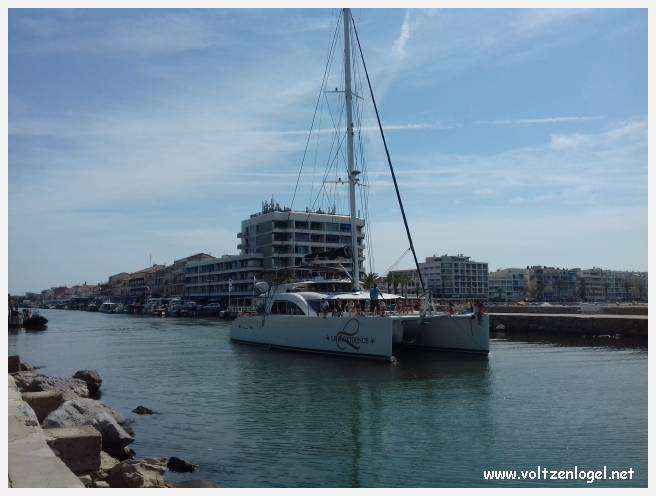 Cheval camarguais galopant librement dans les marais, symbole de la nature sauvage de la Camargue.
