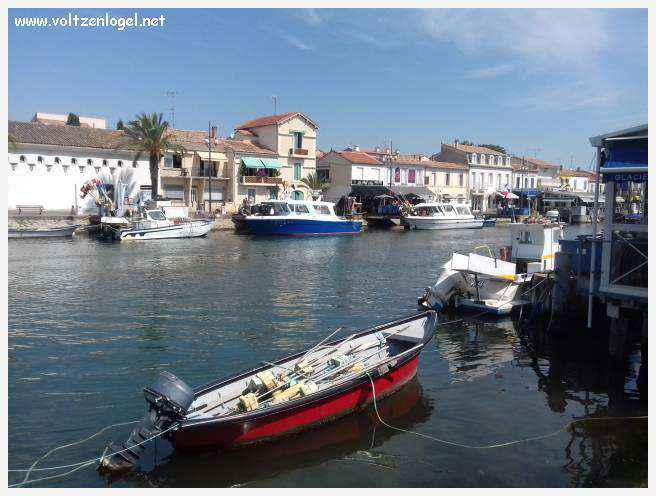 Cheval camarguais galopant librement dans les marais, symbole de la nature sauvage de la Camargue.