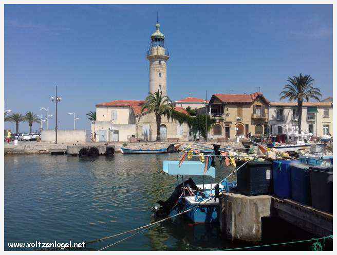 Cheval camarguais galopant librement dans les marais, symbole de la nature sauvage de la Camargue.