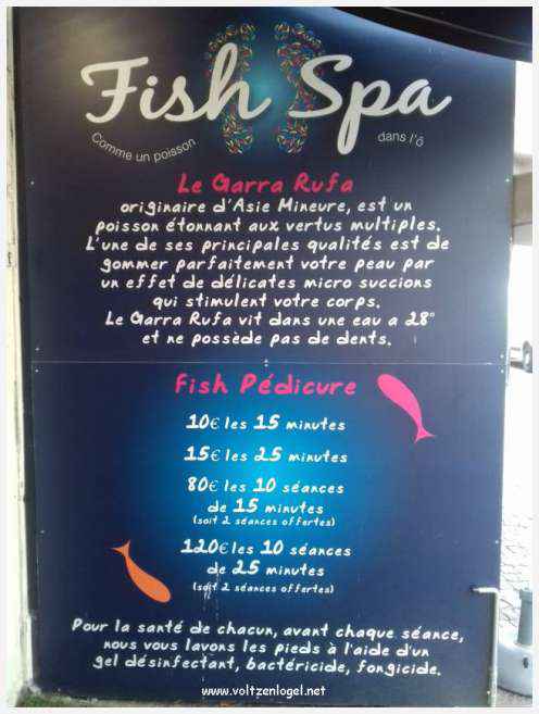 Cheval camarguais galopant librement dans les marais, symbole de la nature sauvage de la Camargue.