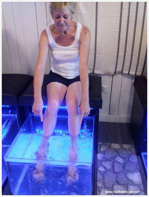 Cheval camarguais galopant librement dans les marais, symbole de la nature sauvage de la Camargue.