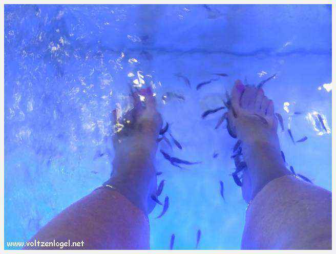 Cheval camarguais galopant librement dans les marais, symbole de la nature sauvage de la Camargue.