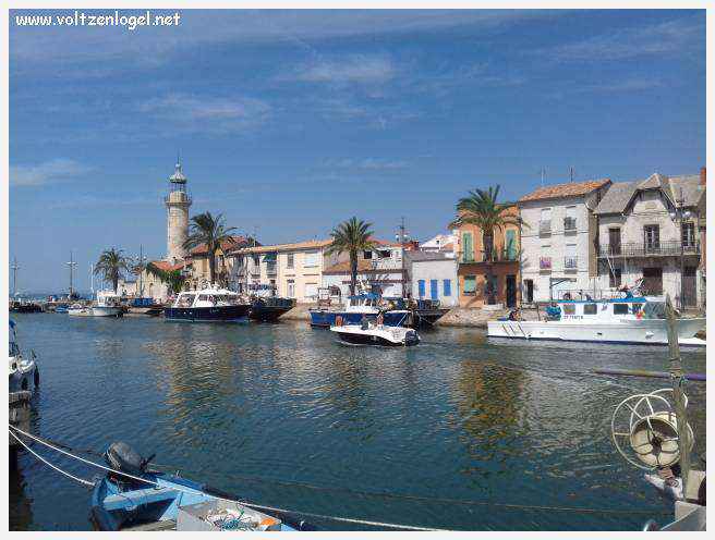 Cheval camarguais galopant librement dans les marais, symbole de la nature sauvage de la Camargue.