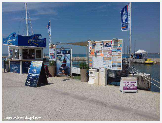 Cheval camarguais galopant librement dans les marais, symbole de la nature sauvage de la Camargue.