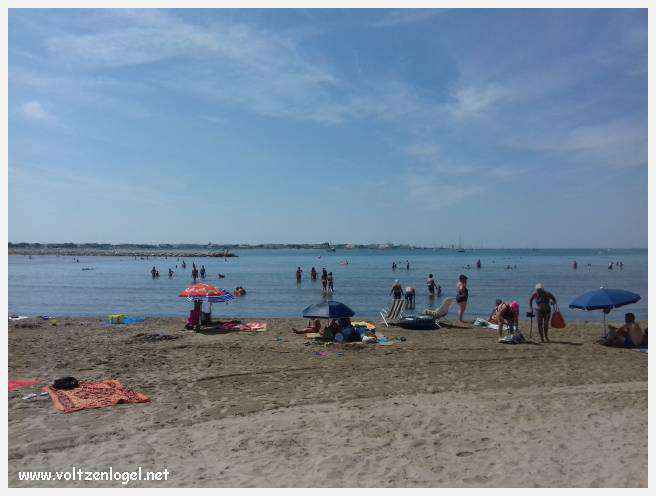 Cheval camarguais galopant librement dans les marais, symbole de la nature sauvage de la Camargue.