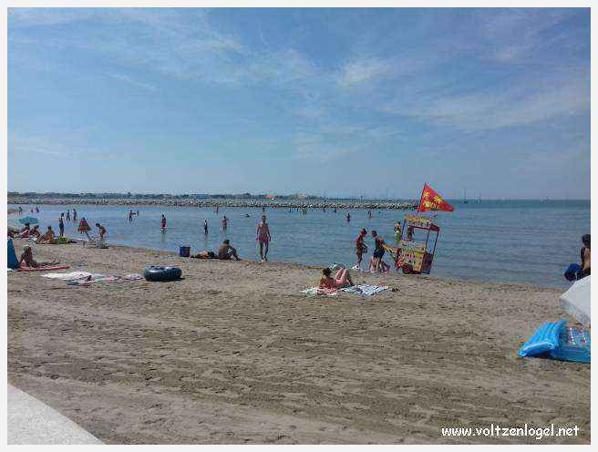Cheval camarguais galopant librement dans les marais, symbole de la nature sauvage de la Camargue.