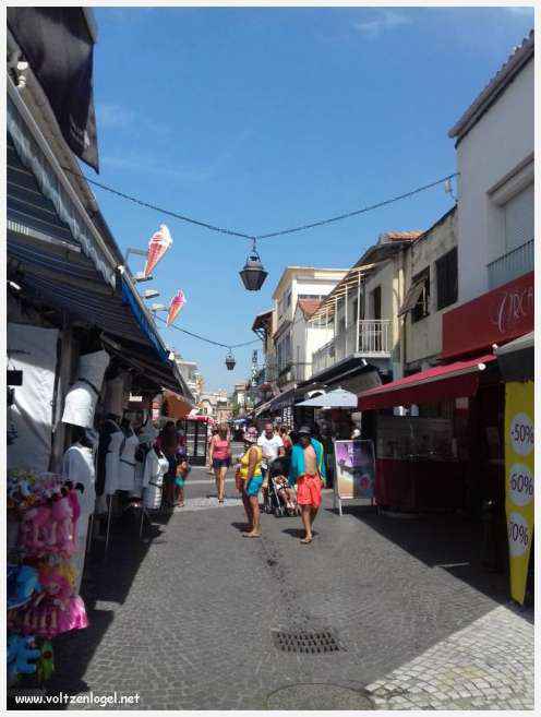 Cheval camarguais galopant librement dans les marais, symbole de la nature sauvage de la Camargue.