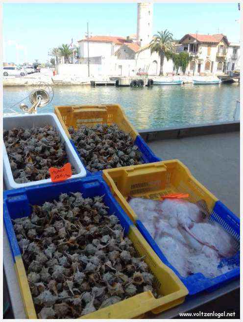 Cheval camarguais galopant librement dans les marais, symbole de la nature sauvage de la Camargue.