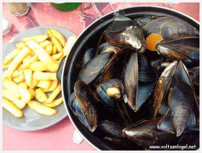Cheval camarguais galopant librement dans les marais, symbole de la nature sauvage de la Camargue.