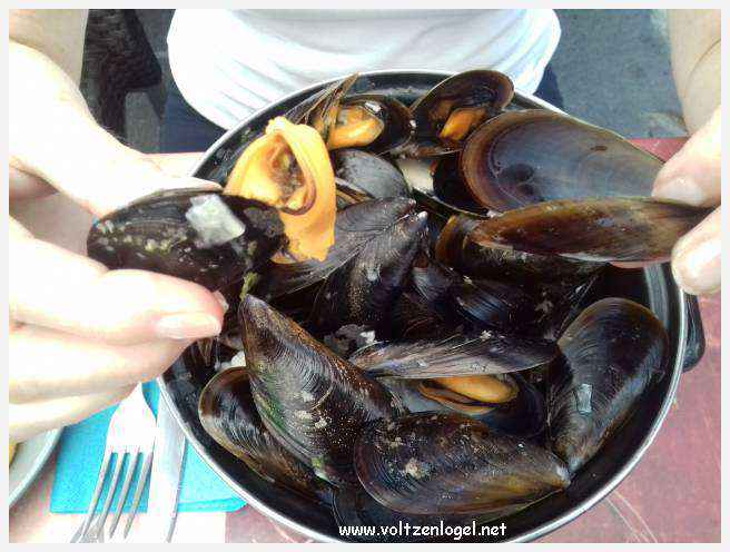 Cheval camarguais galopant librement dans les marais, symbole de la nature sauvage de la Camargue.