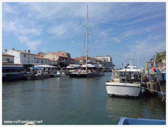 Cheval camarguais galopant librement dans les marais, symbole de la nature sauvage de la Camargue.