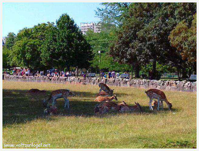 Parc de la Tête d'Or: Oasis urbaine de Lyon, mélange de nature et d'histoire.