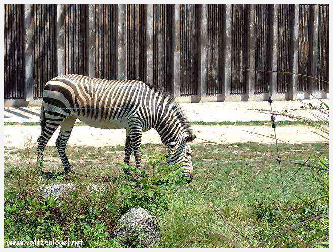 Parc de la Tête d'Or: Oasis urbaine de Lyon, mélange de nature et d'histoire.