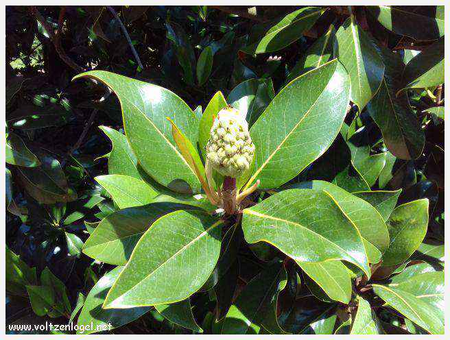 Parc de la Tête d'Or: Oasis urbaine de Lyon, mélange de nature et d'histoire.