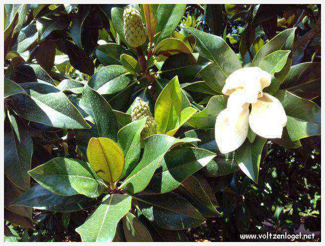 Parc de la Tête d'Or: Oasis urbaine de Lyon, mélange de nature et d'histoire.