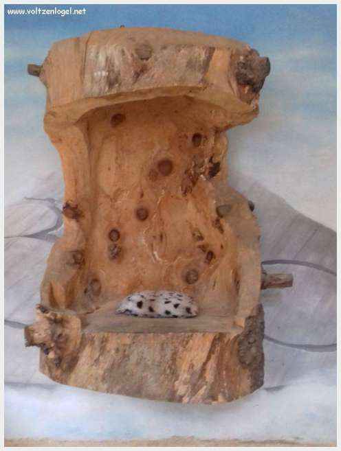 Vue panoramique sur les toits de Cordes-sur-Ciel, cité médiévale perchée