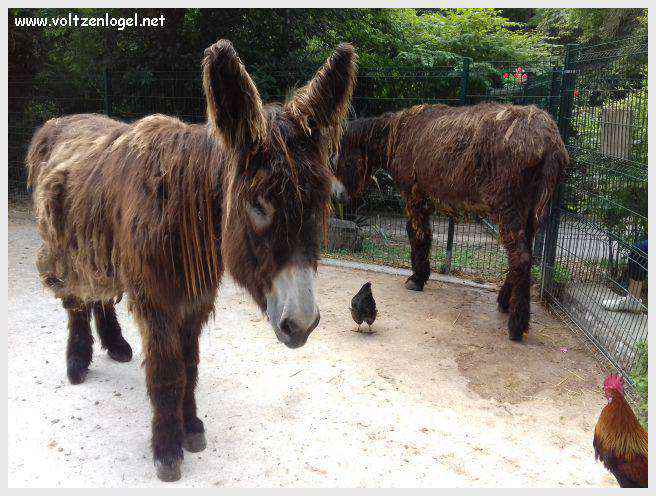 Tour Saint-Nicolas à La Rochelle, emblème médiéval du vieux port