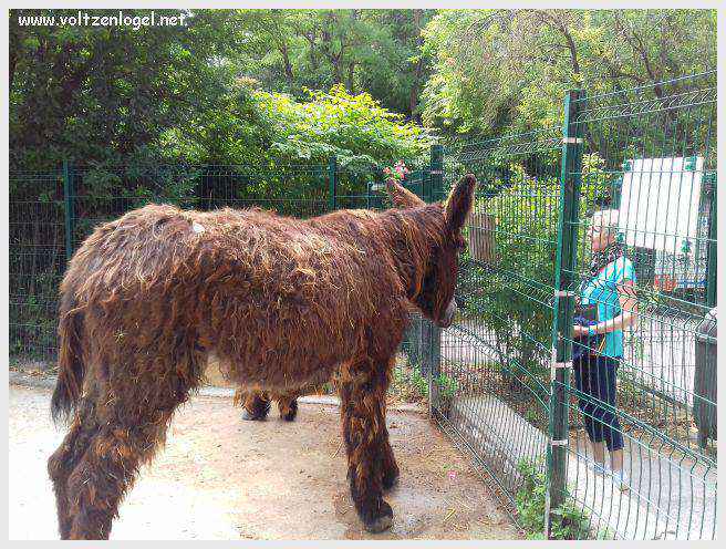 Tour Saint-Nicolas à La Rochelle, emblème médiéval du vieux port