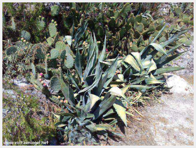 Entrechaux au Pays Ventoux