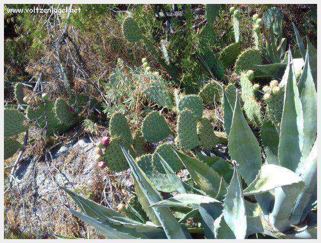 Entrechaux au Pays Ventoux