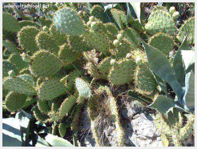 Entrechaux au Pays Ventoux