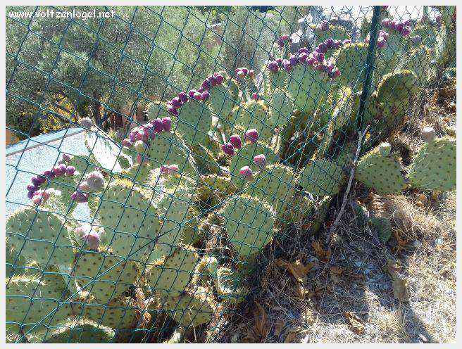 Entrechaux au Pays Ventoux