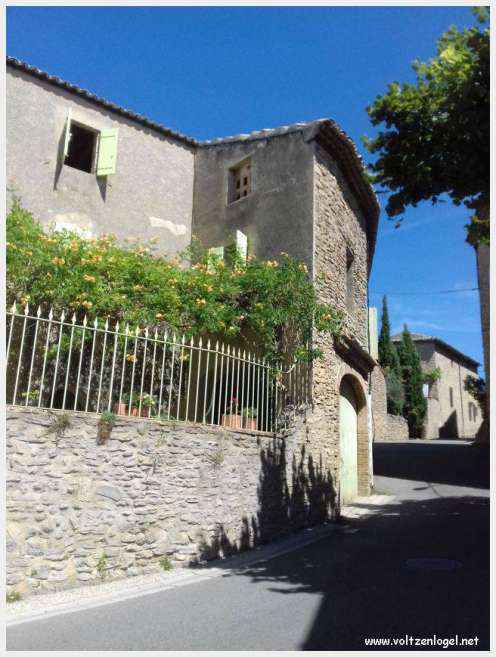 Faucon au Pays Ventoux