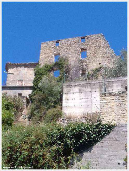 Faucon au Pays Ventoux