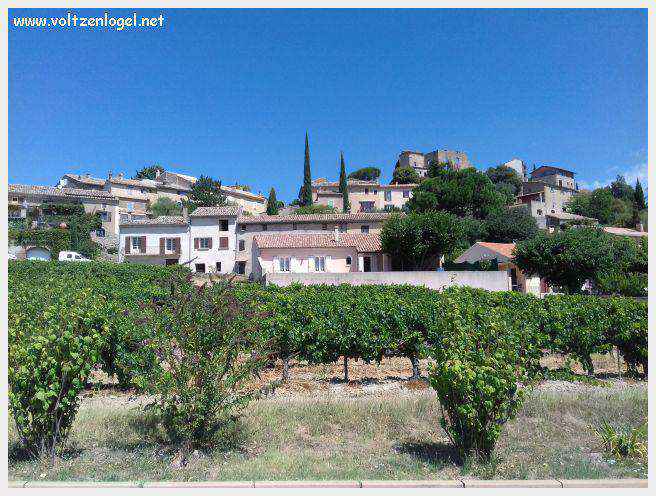 Faucon au Pays Ventoux