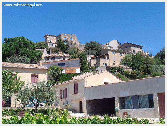 Faucon au Pays Ventoux