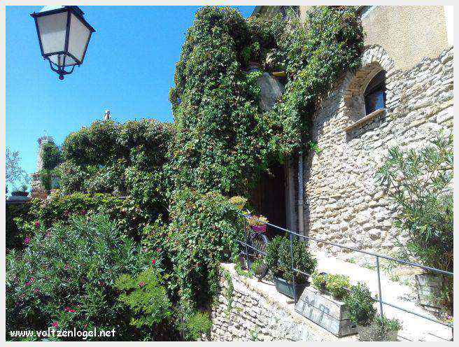 Faucon au Pays Ventoux