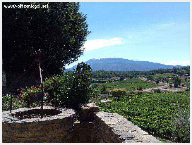 Faucon au Pays Ventoux