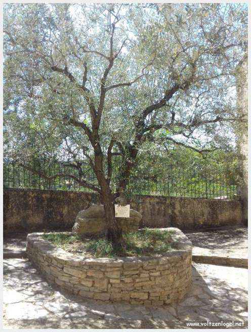 Faucon au Pays Ventoux