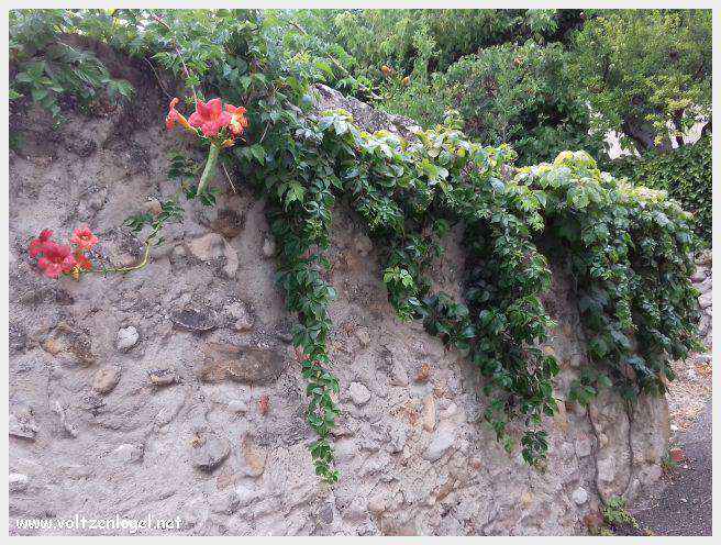 Rasteau au Pays Ventoux