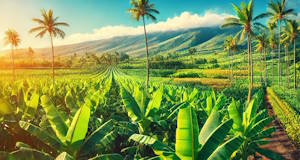 Bananeraie luxuriante à Grande Canarie
