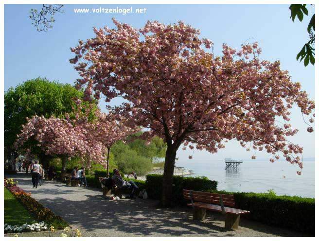 Meersburg am Bodensee