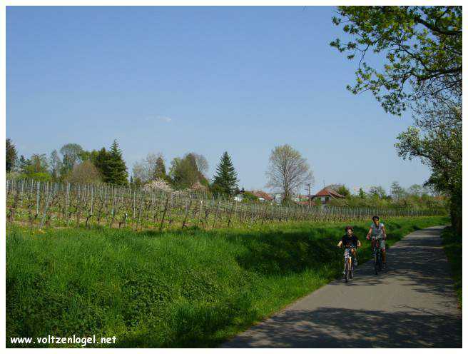 Balade pittoresque le long du lac de Constance.