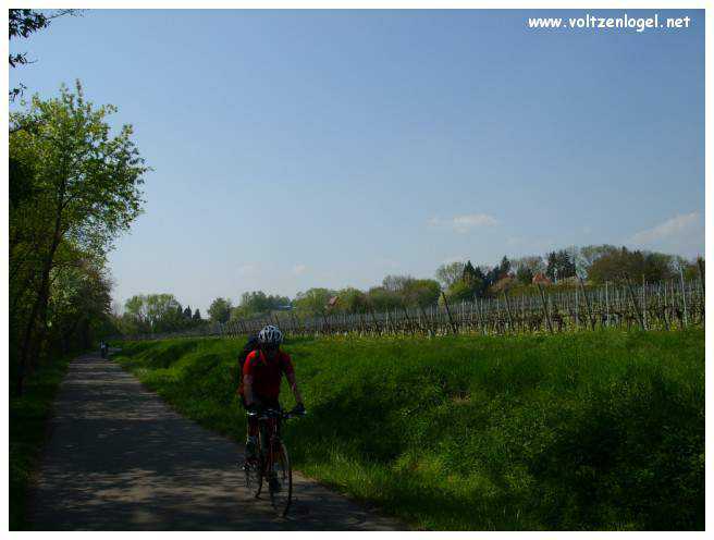 Vignobles verdoyants et dégustation de vin.